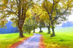 A photography of a autumn nature scenery