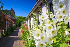 Alcea rosea flowers standing against houses in a street